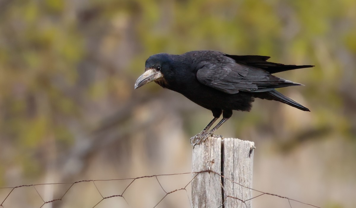 Ekin Kargası - ML645386535