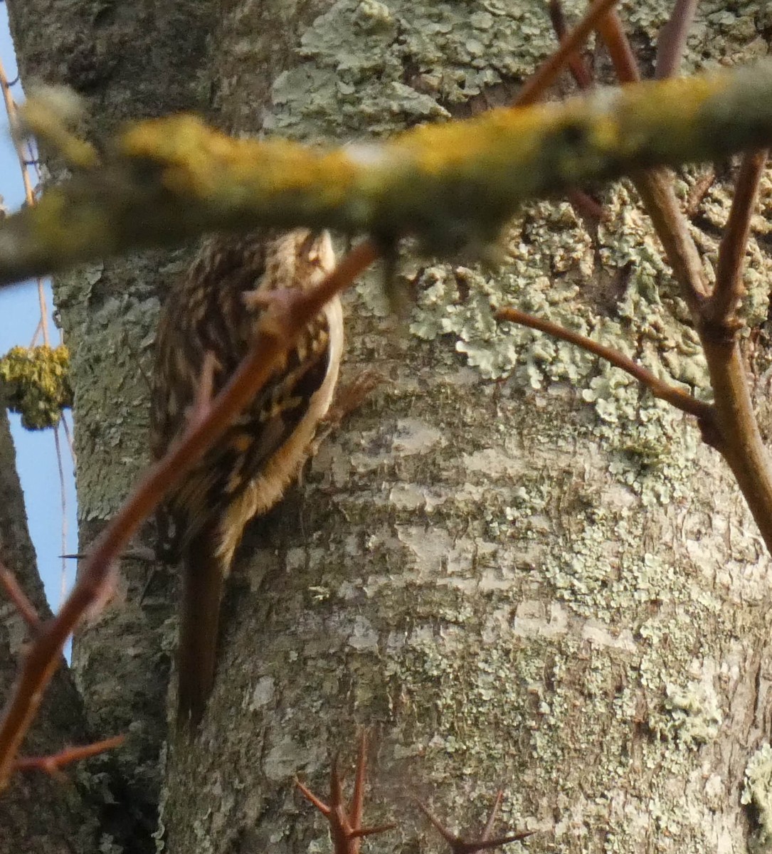 Short-toed Treecreeper - ML645386542