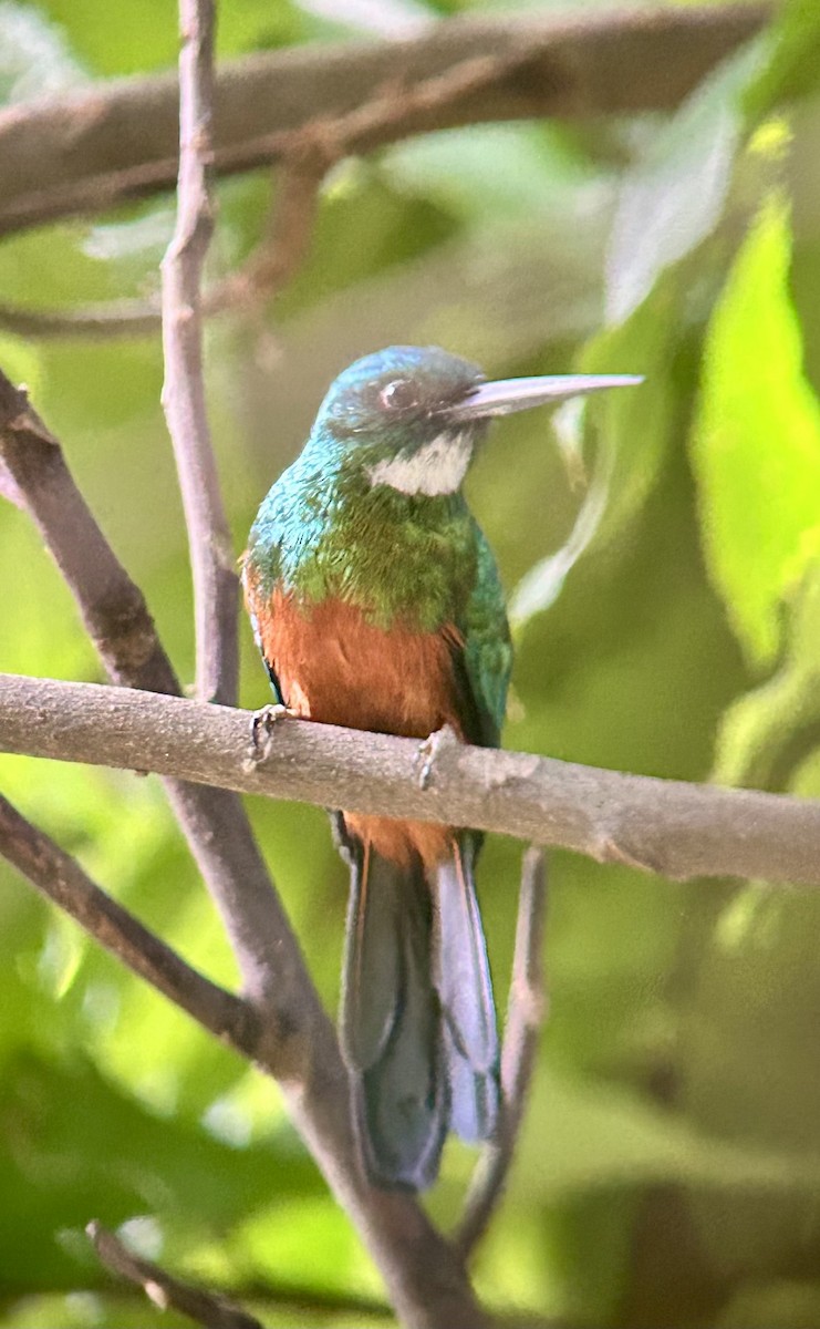 Green-tailed Jacamar - ML645386544