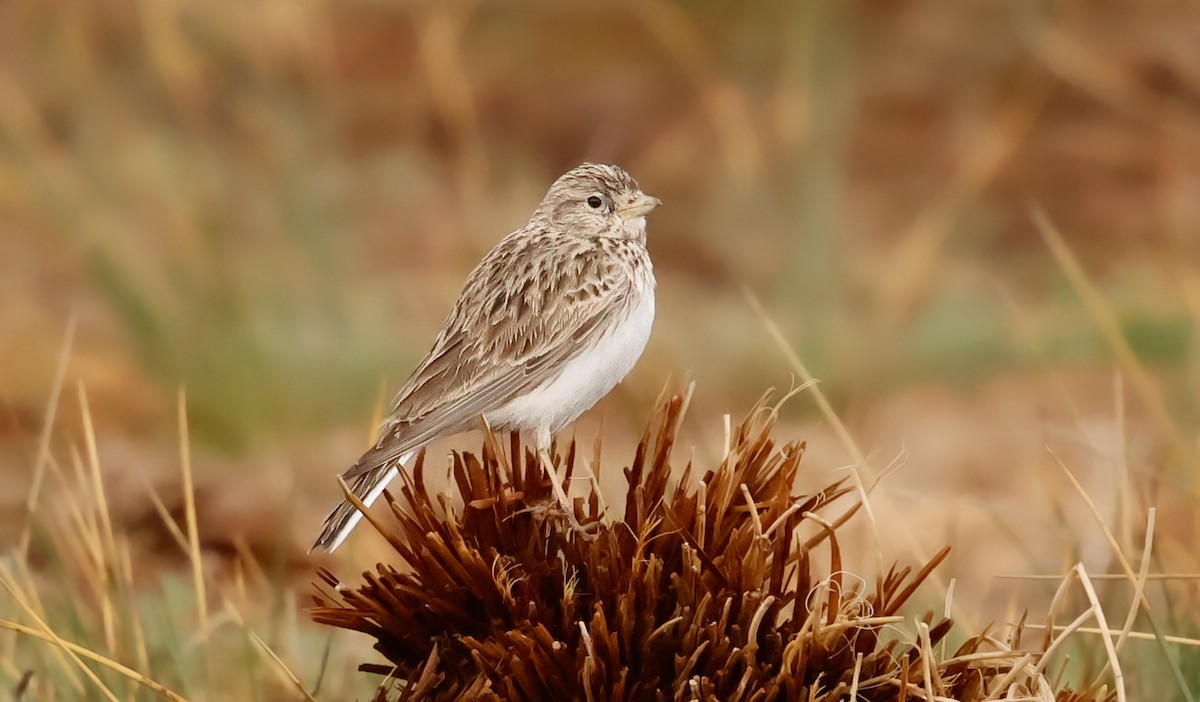 Turkestan Short-toed Lark - ML645386551