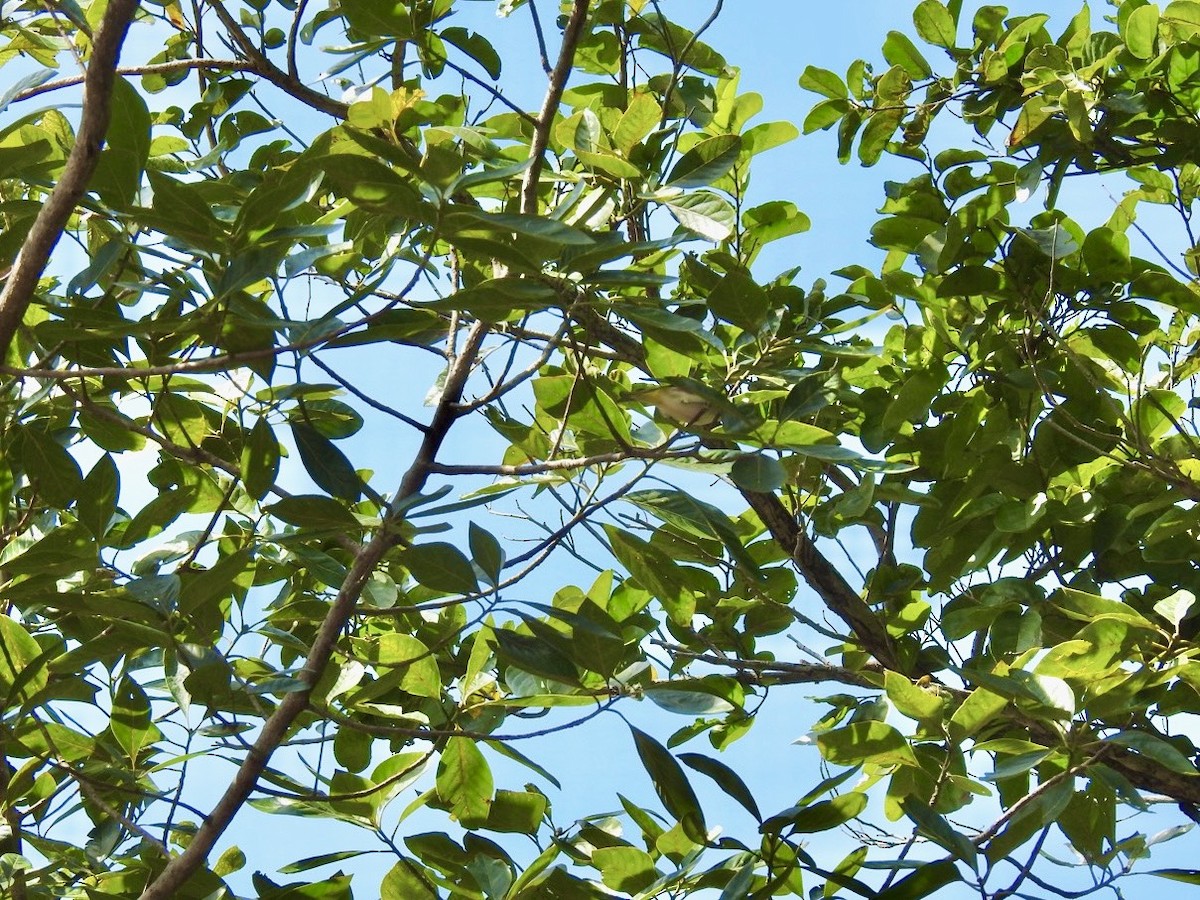 Chestnut-flanked White-eye - ML645386571