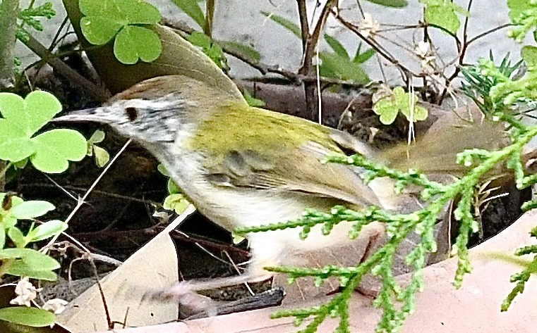 Common Tailorbird - ML645386577