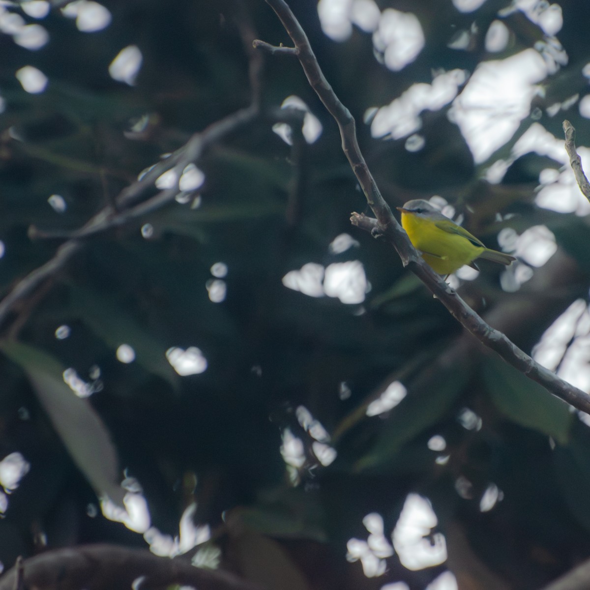 Gray-hooded Warbler - ML645386613