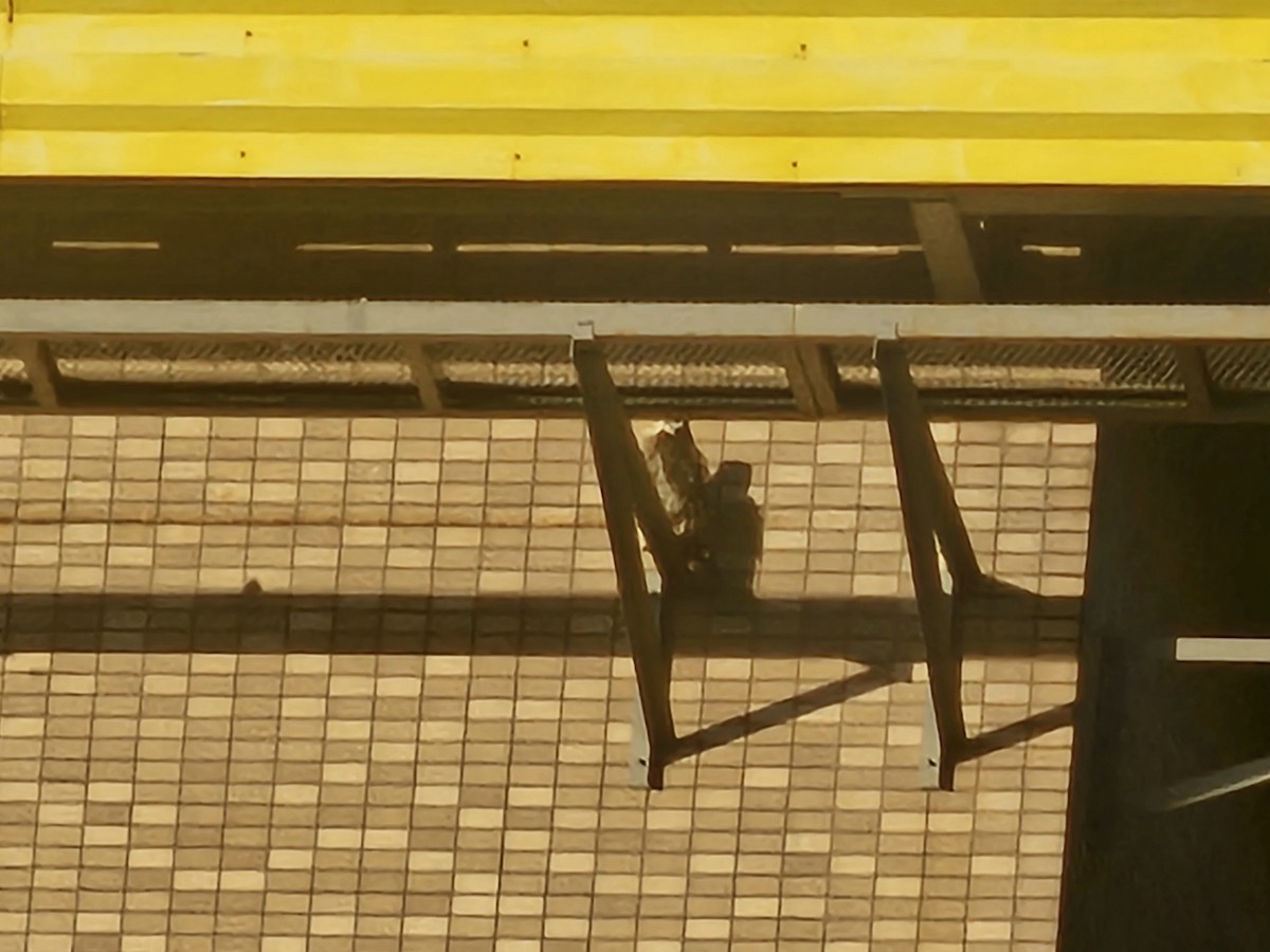 Peregrine Falcon - ML645386628