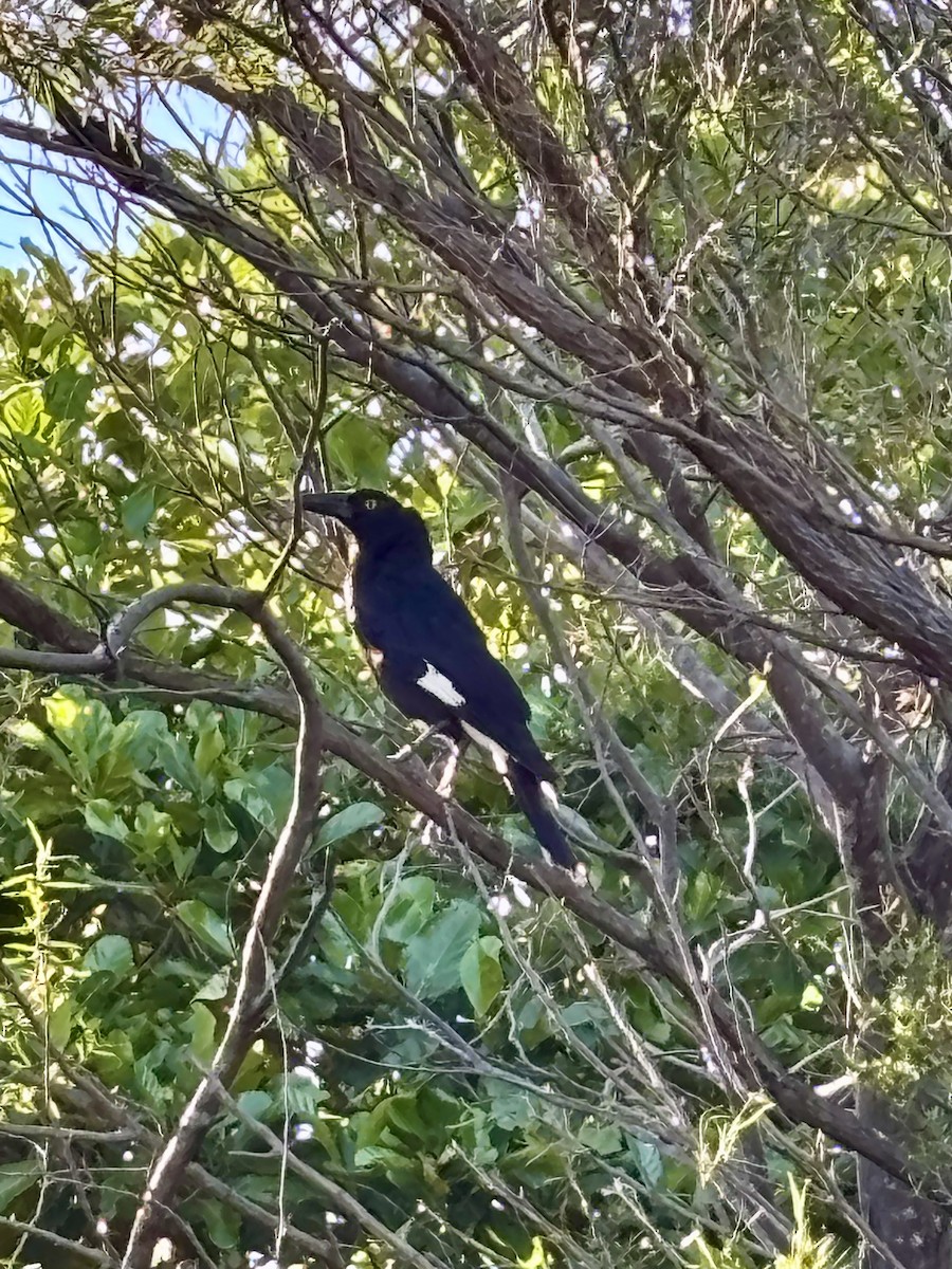 Verdugo Pío - ML645386637