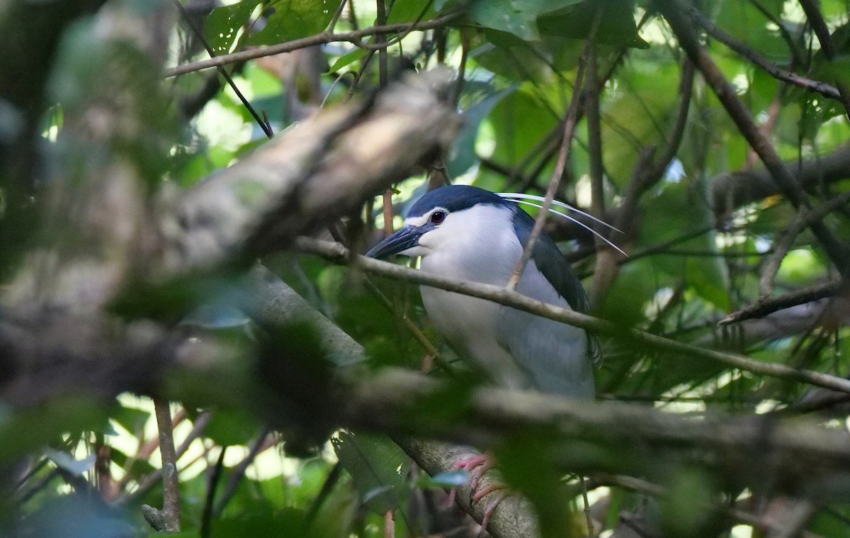 אנפת לילה - ML645386644