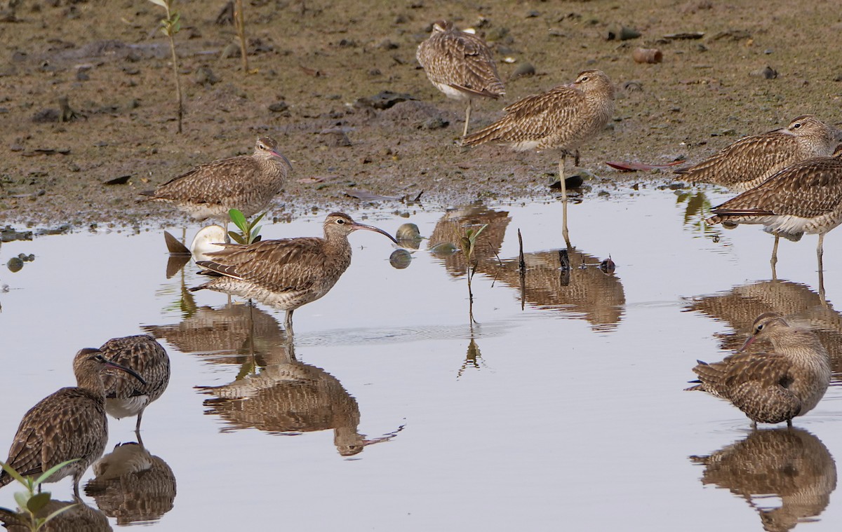 חרמשון קטן - ML645386660