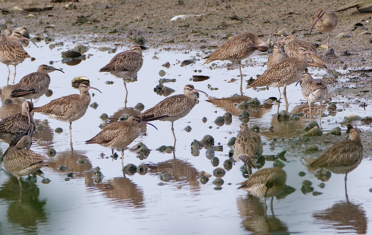 חרמשון קטן - ML645386661