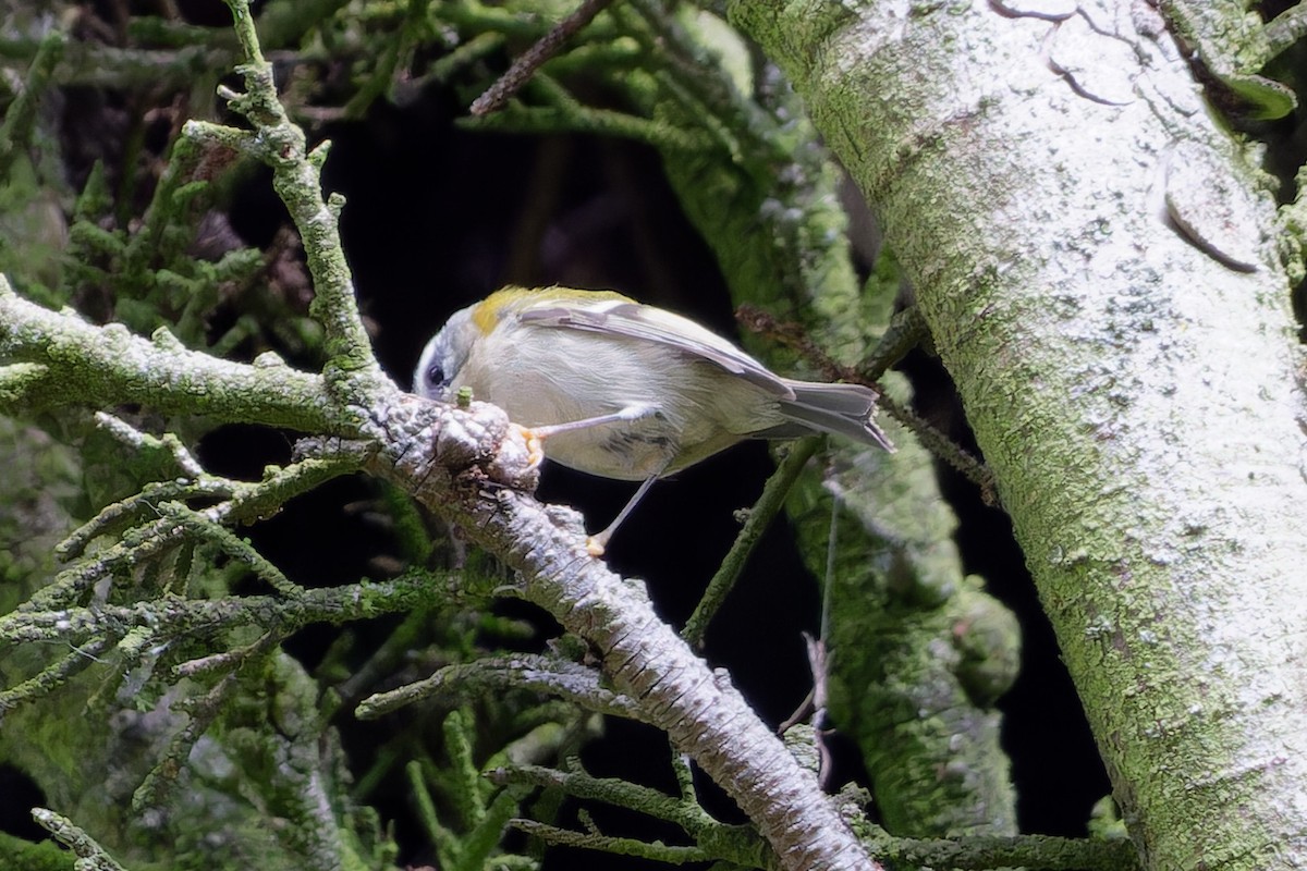 Common Firecrest - ML645386670
