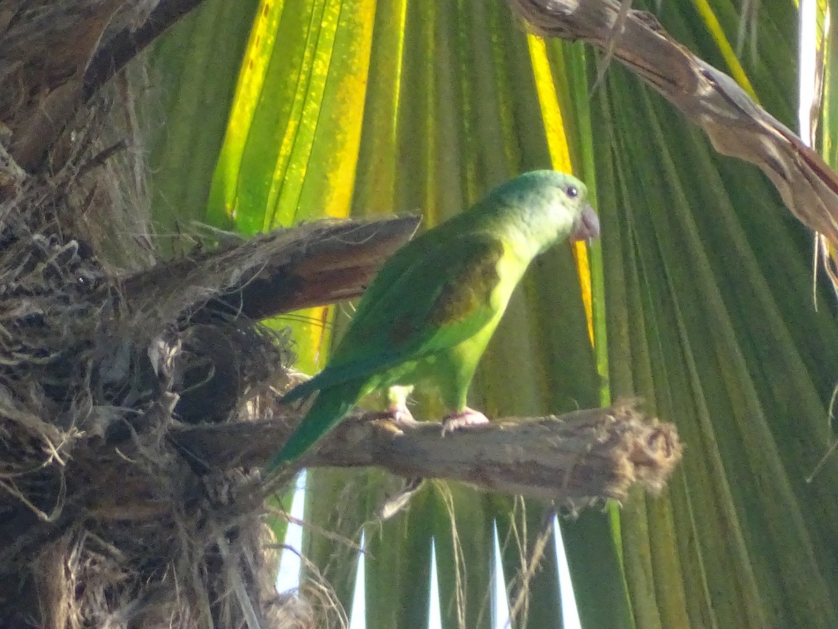 Orange-chinned Parakeet - ML645386674