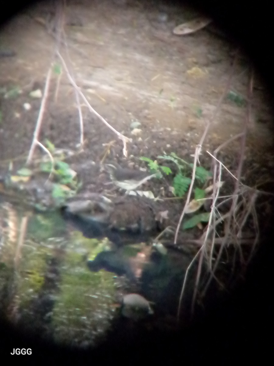 Northern Waterthrush - ML645386686