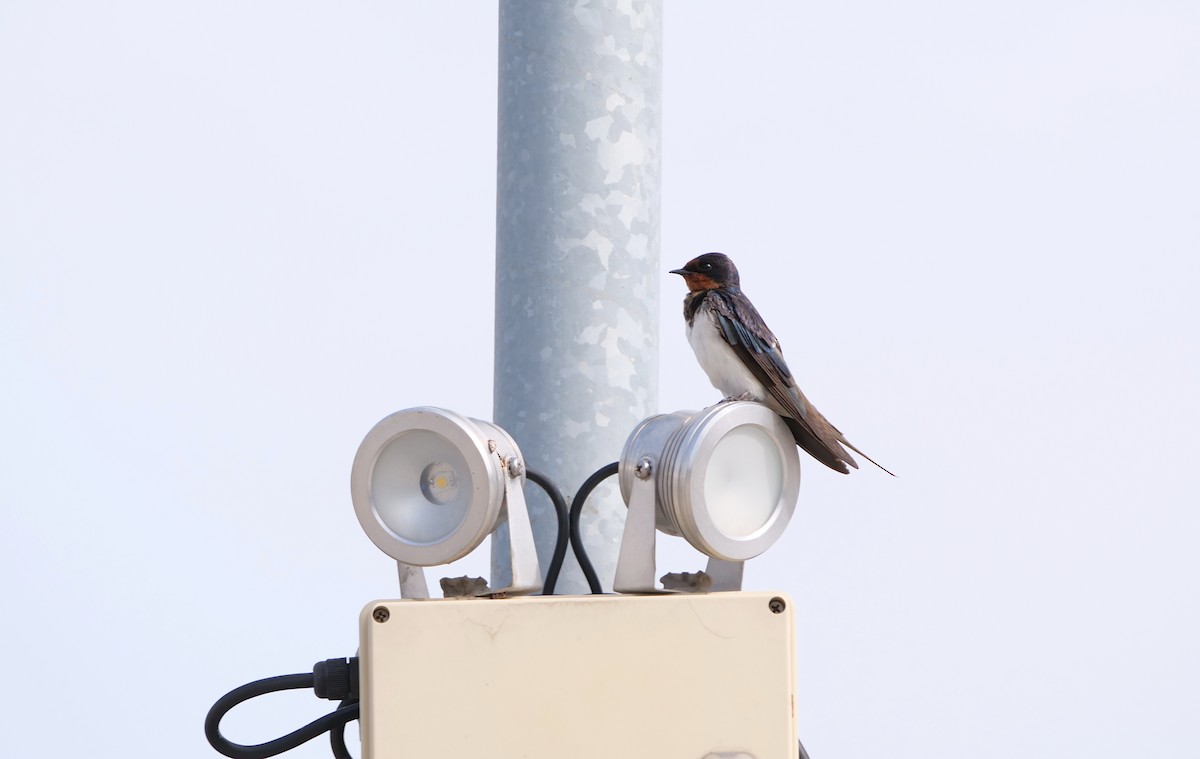 סנונית רפתות - ML645386700