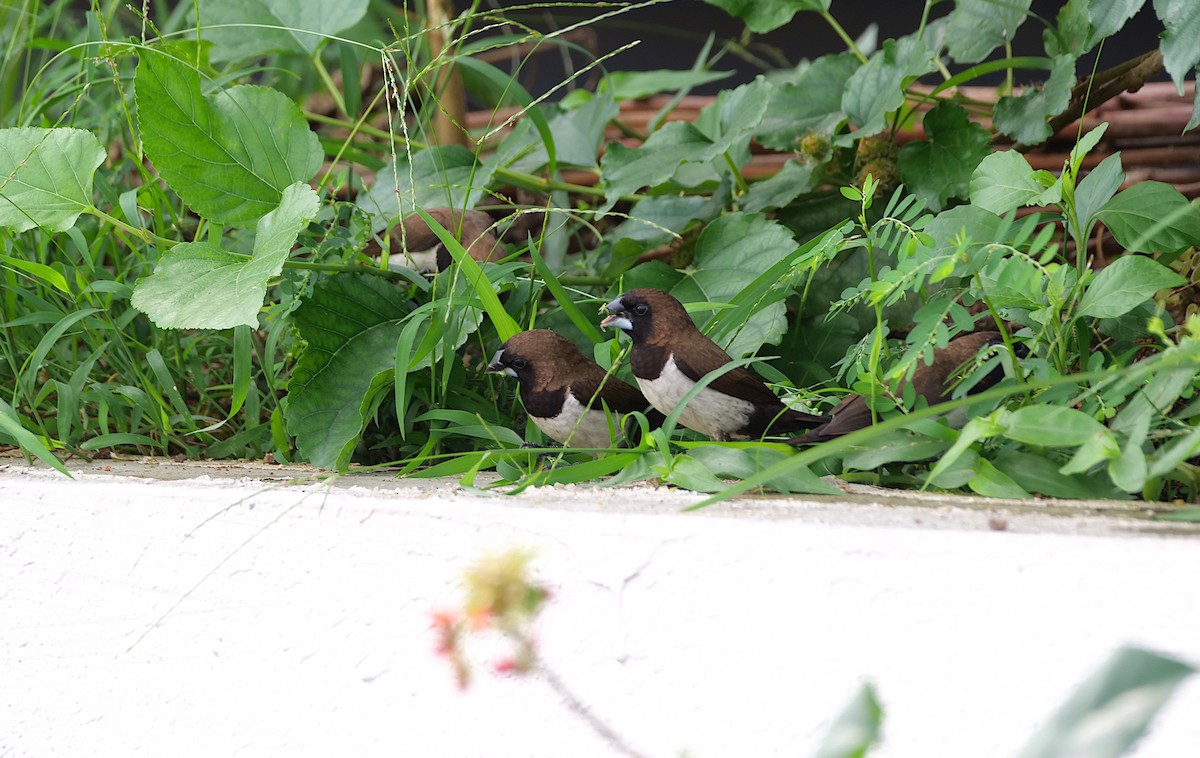 Javan Munia - ML645386701