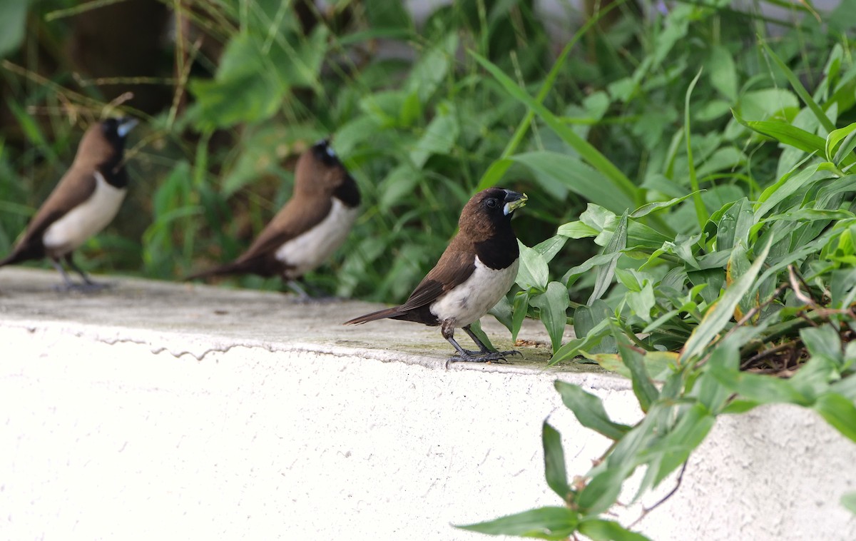 Javan Munia - ML645386702