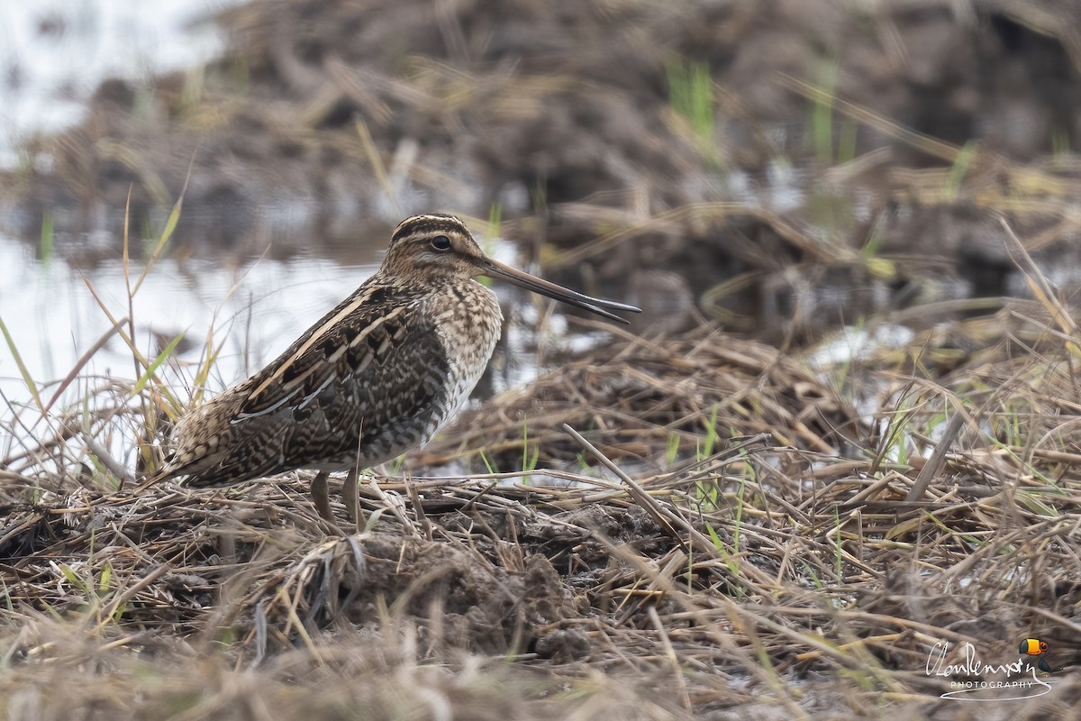 חרטומית ביצות - ML645386703