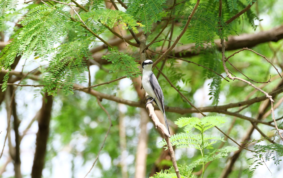 Ashy Minivet - ML645386711