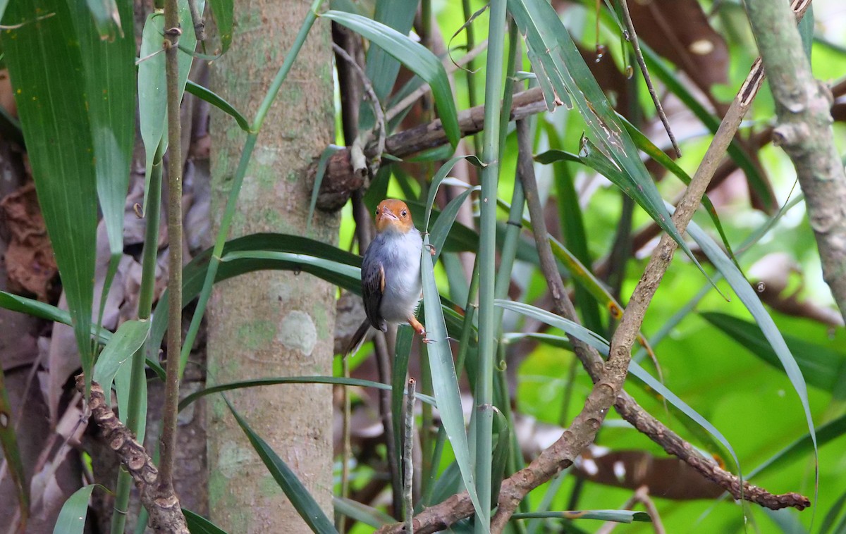Ashy Tailorbird - ML645386714