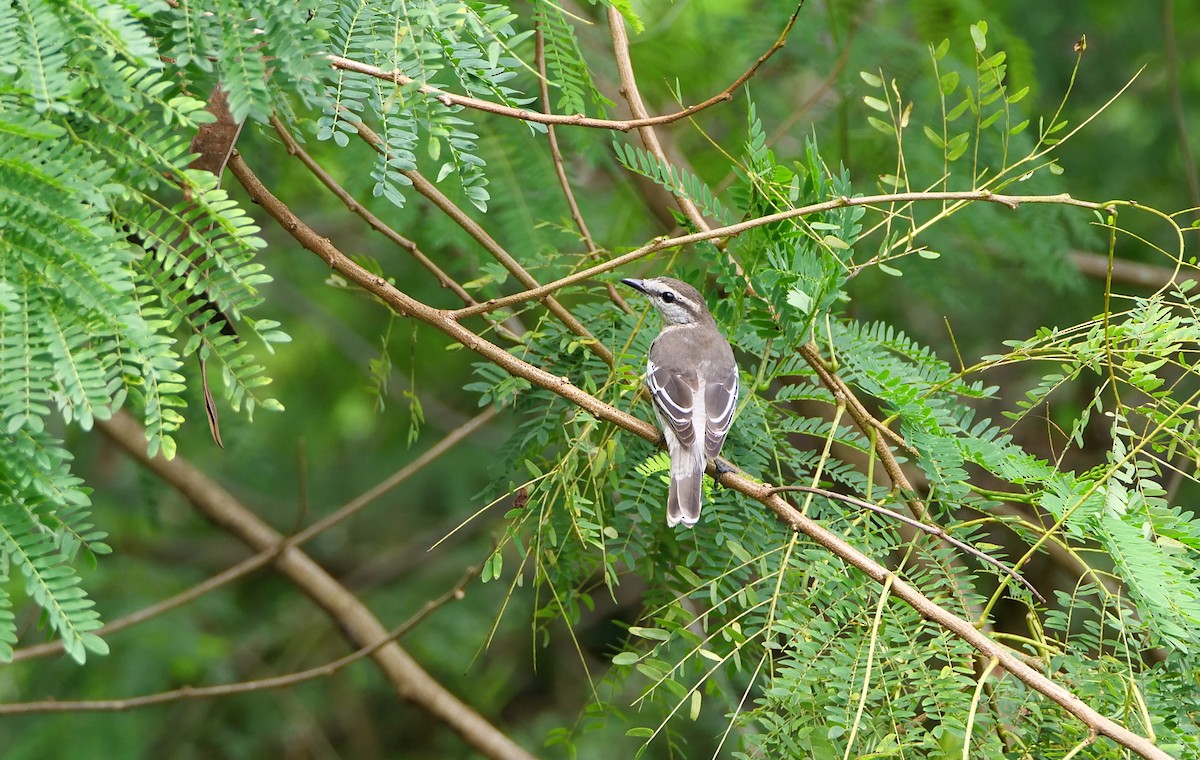 Pied Triller - ML645386717