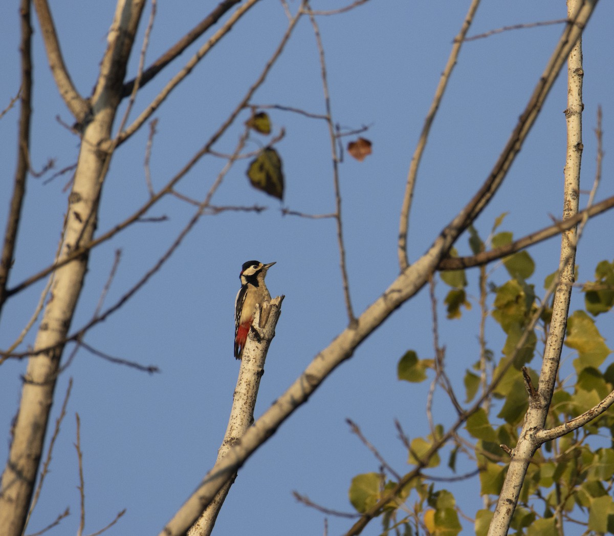 Great Spotted Woodpecker - ML645386721
