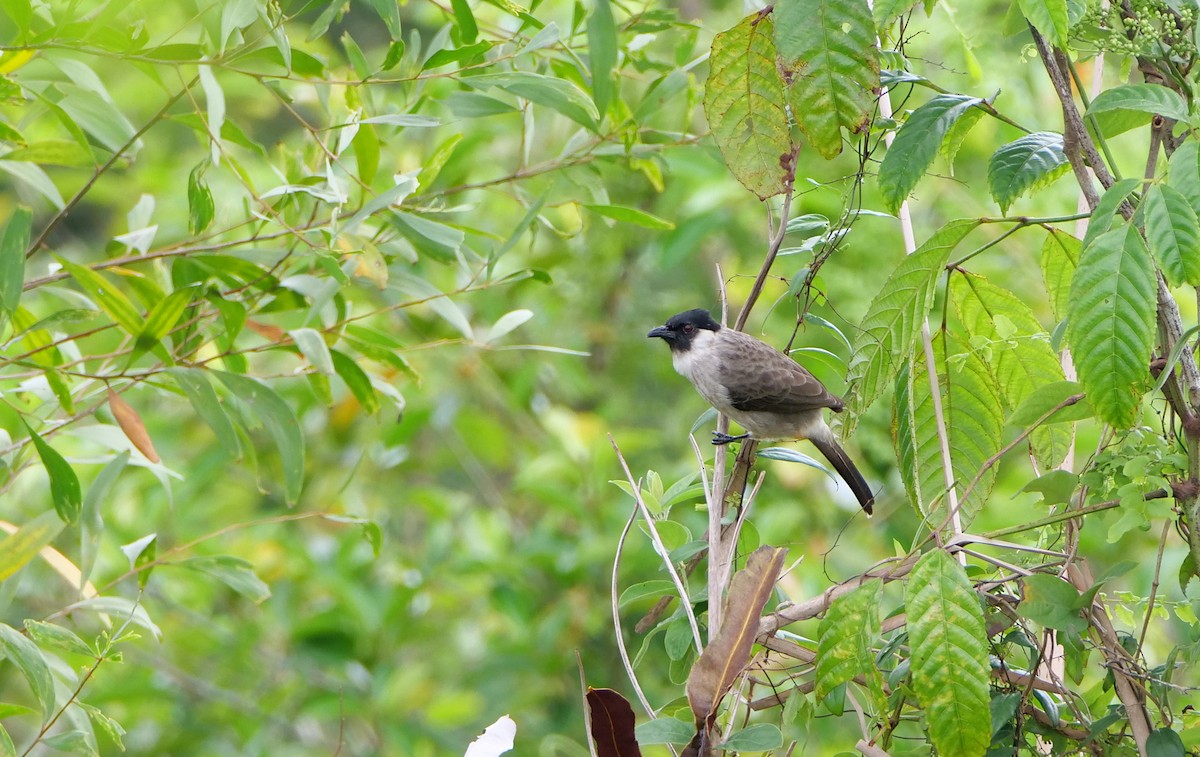 Sooty-headed Bulbul - ML645386723