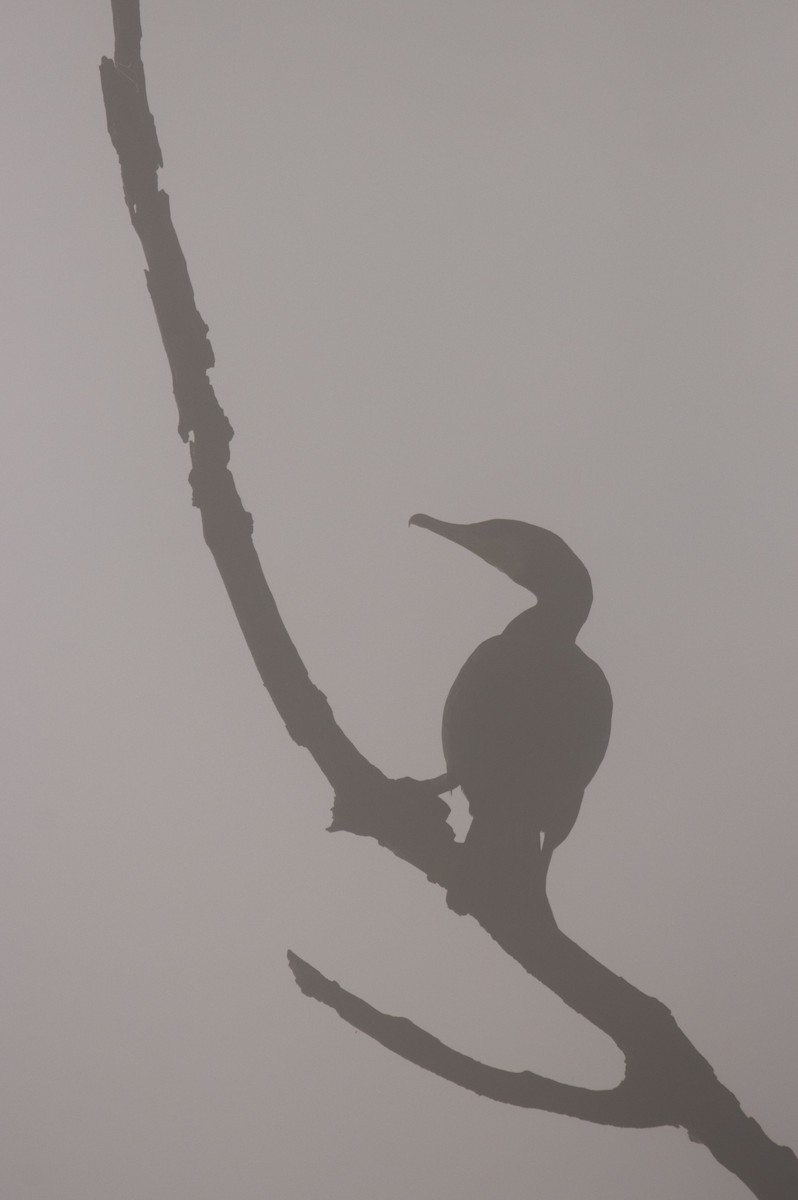 Great Cormorant - ML645386724