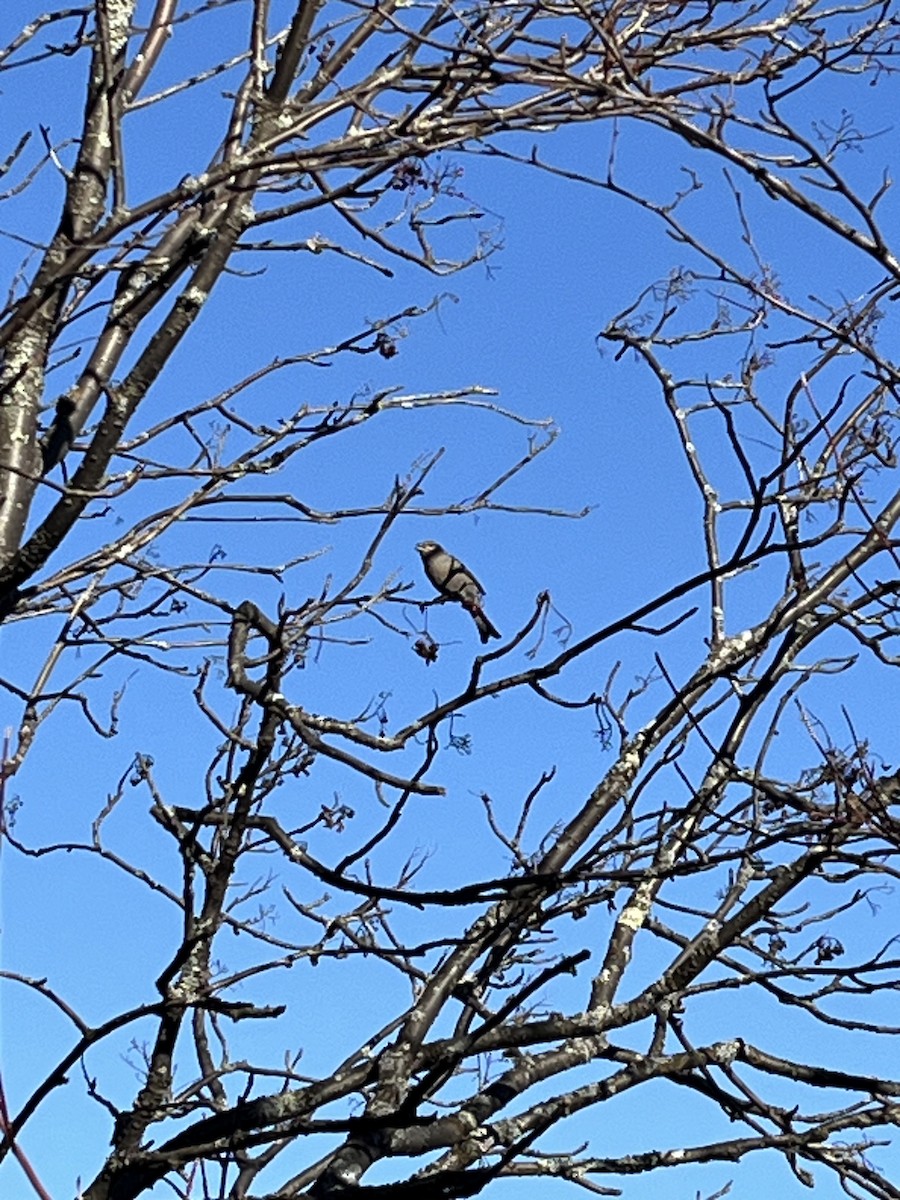 Pine Grosbeak - ML645386795