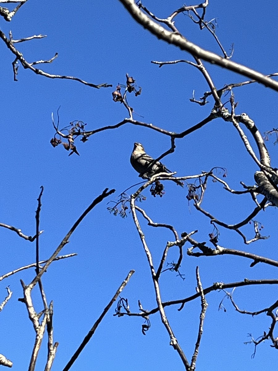 Pine Grosbeak - ML645386797