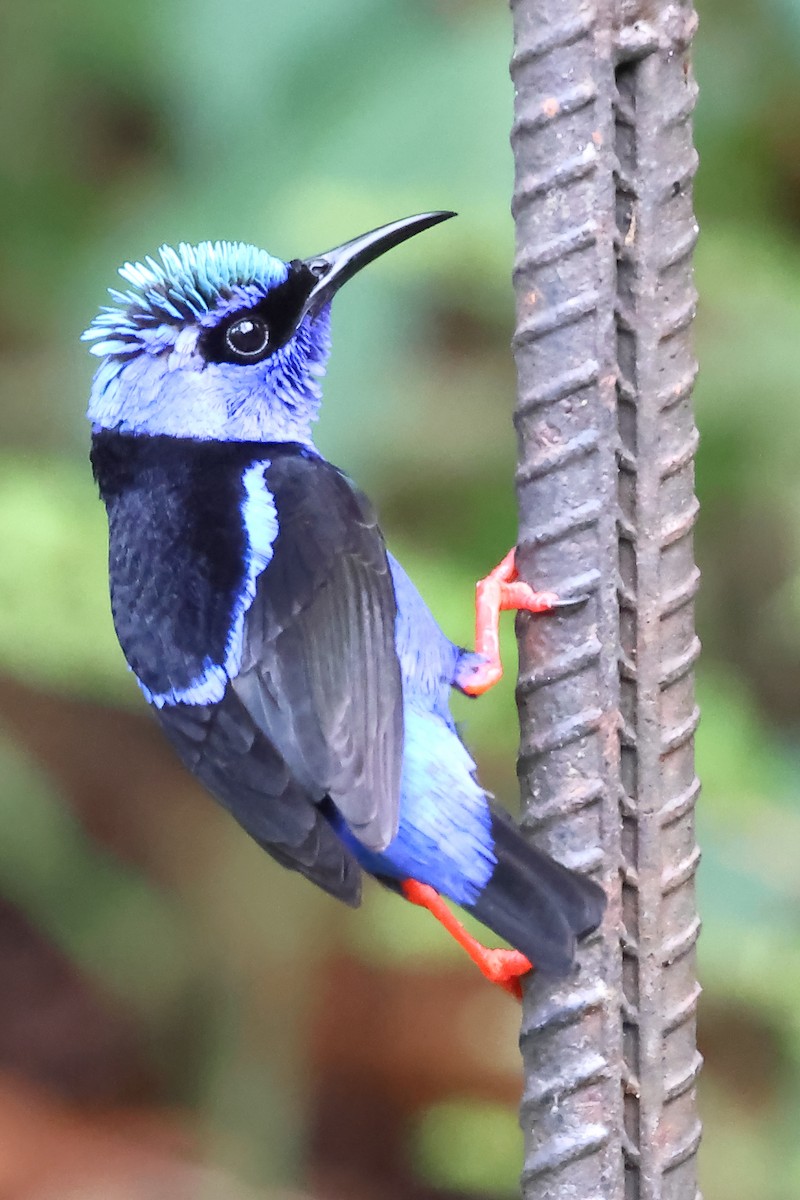 Red-legged Honeycreeper - ML645386808