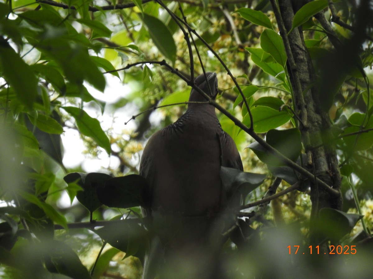 Pikazuro Güvercini - ML645386834