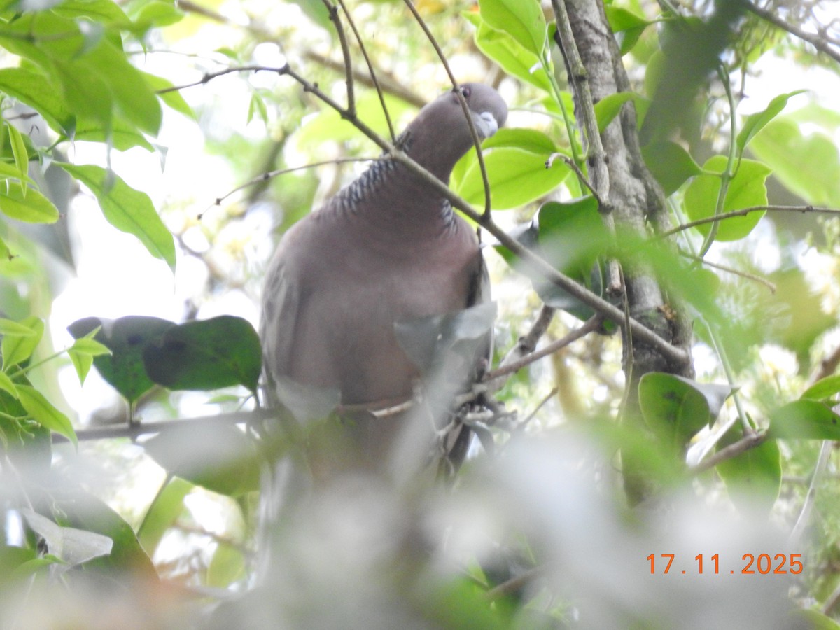 Pikazuro Güvercini - ML645386835