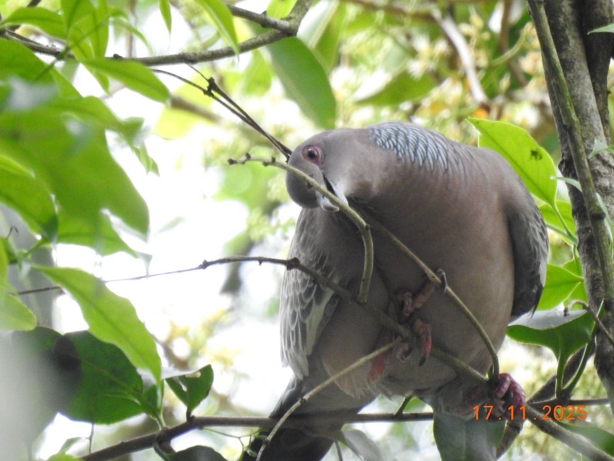 Pikazuro Güvercini - ML645386836