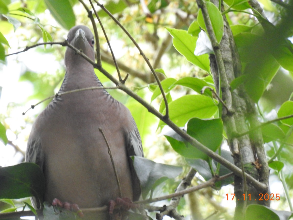 Pikazuro Güvercini - ML645386837