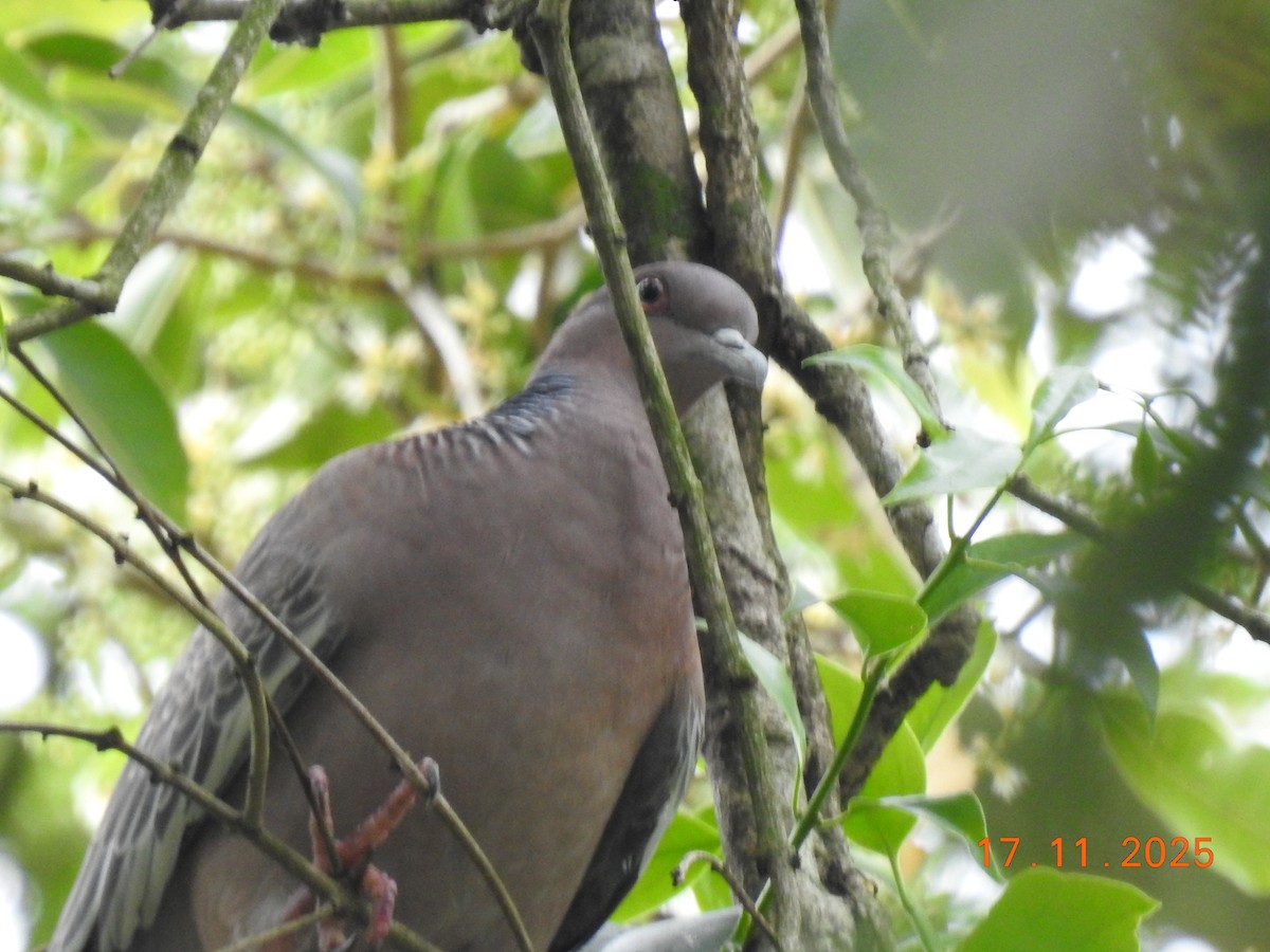Pikazuro Güvercini - ML645386838