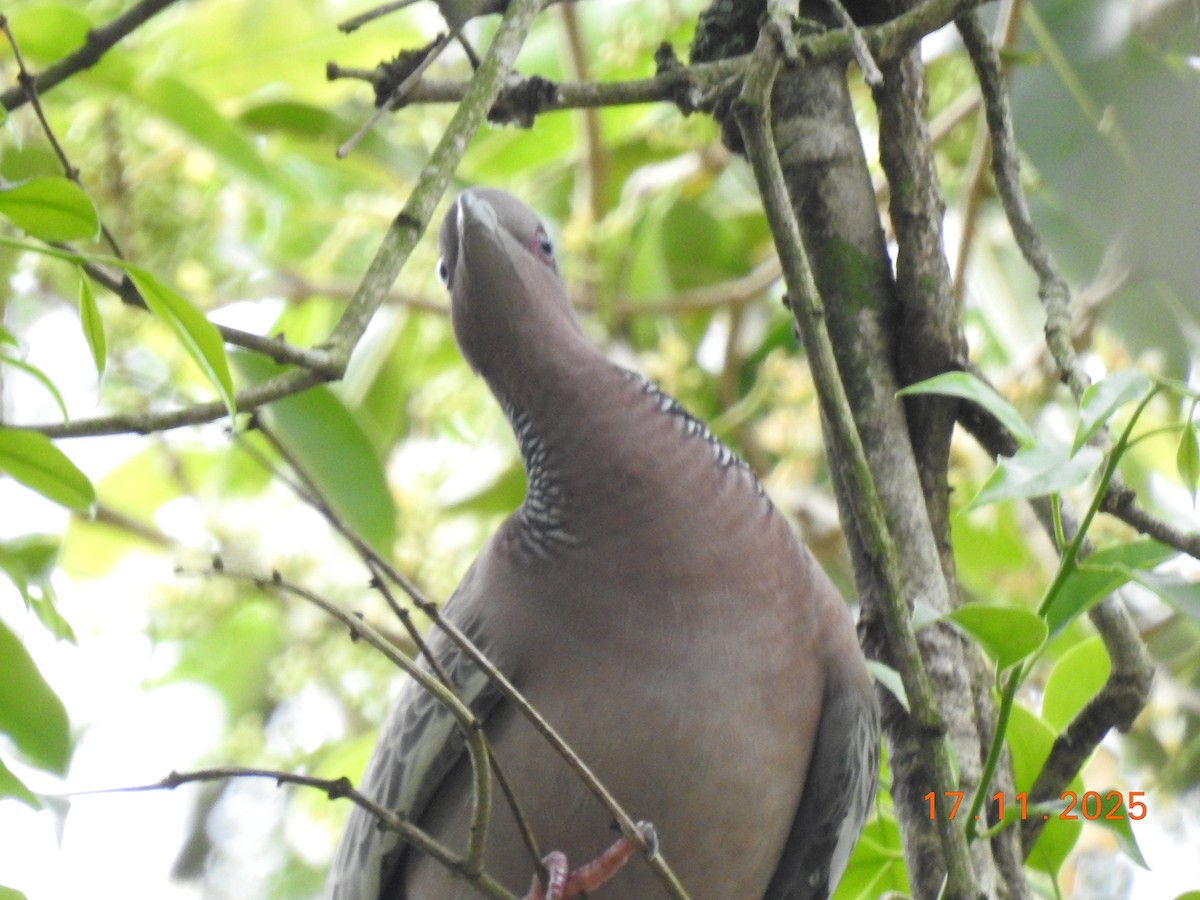 Pikazuro Güvercini - ML645386841