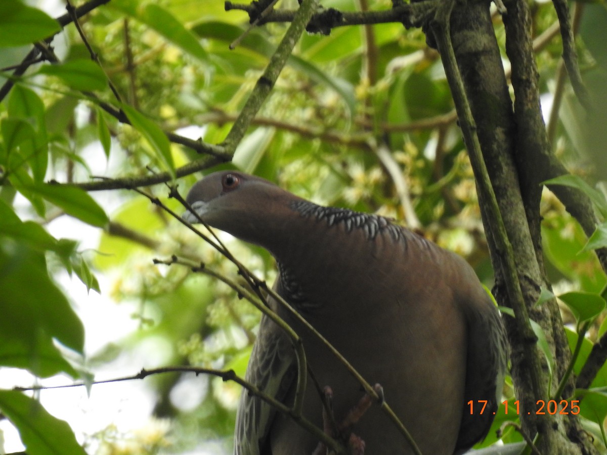 Pikazuro Güvercini - ML645386843