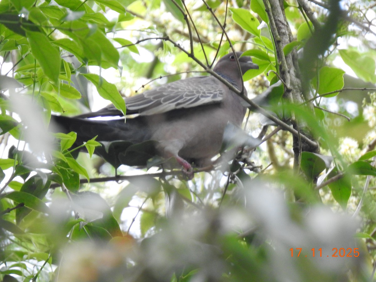 Pikazuro Güvercini - ML645386844