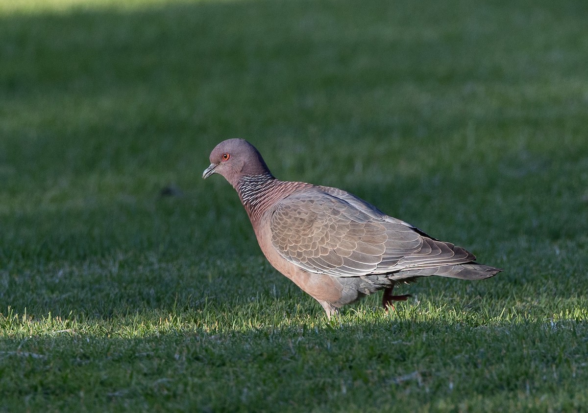 Pikazuro Güvercini - ML645386848