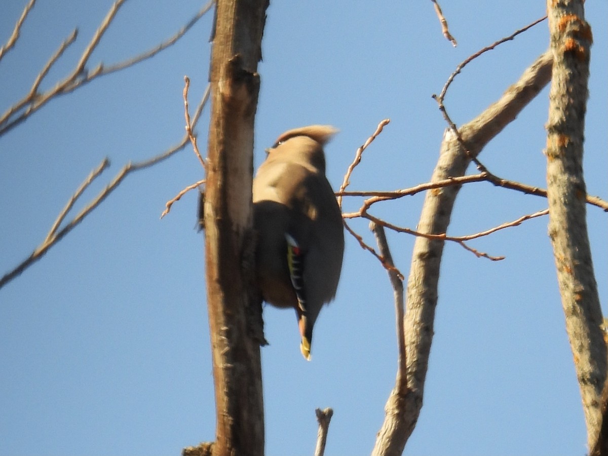 Bohemian Waxwing - ML645386857