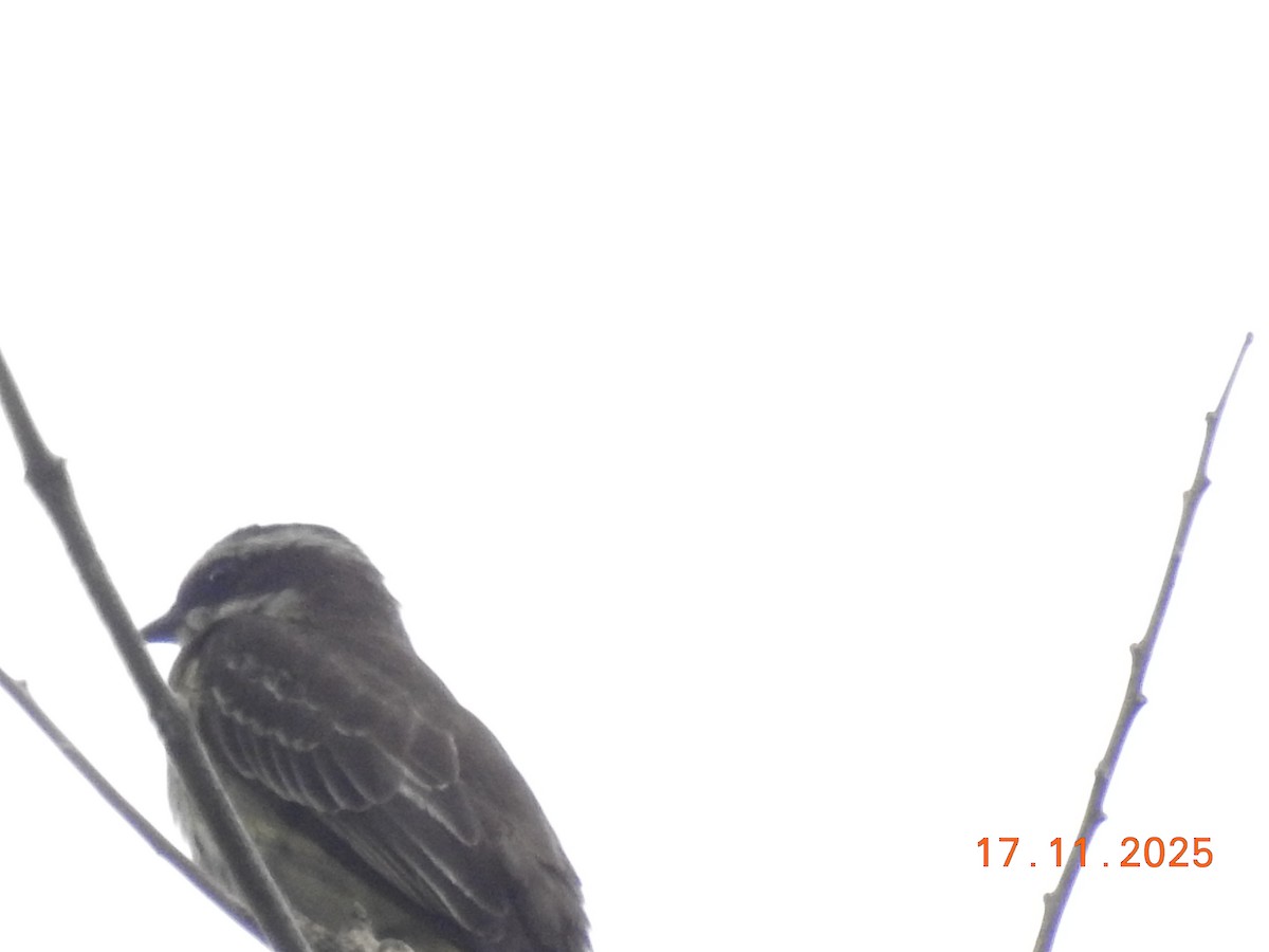 Piratic Flycatcher - ML645386865