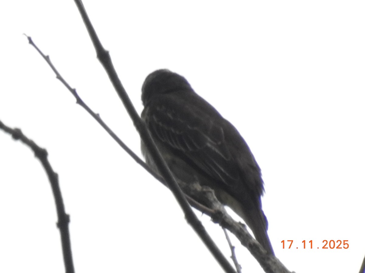 Piratic Flycatcher - ML645386866