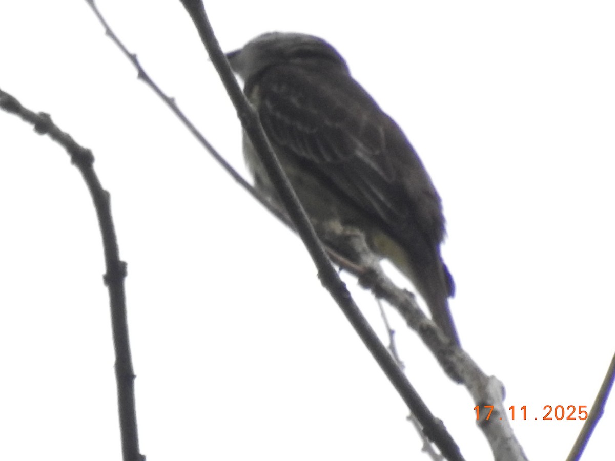 Piratic Flycatcher - ML645386867