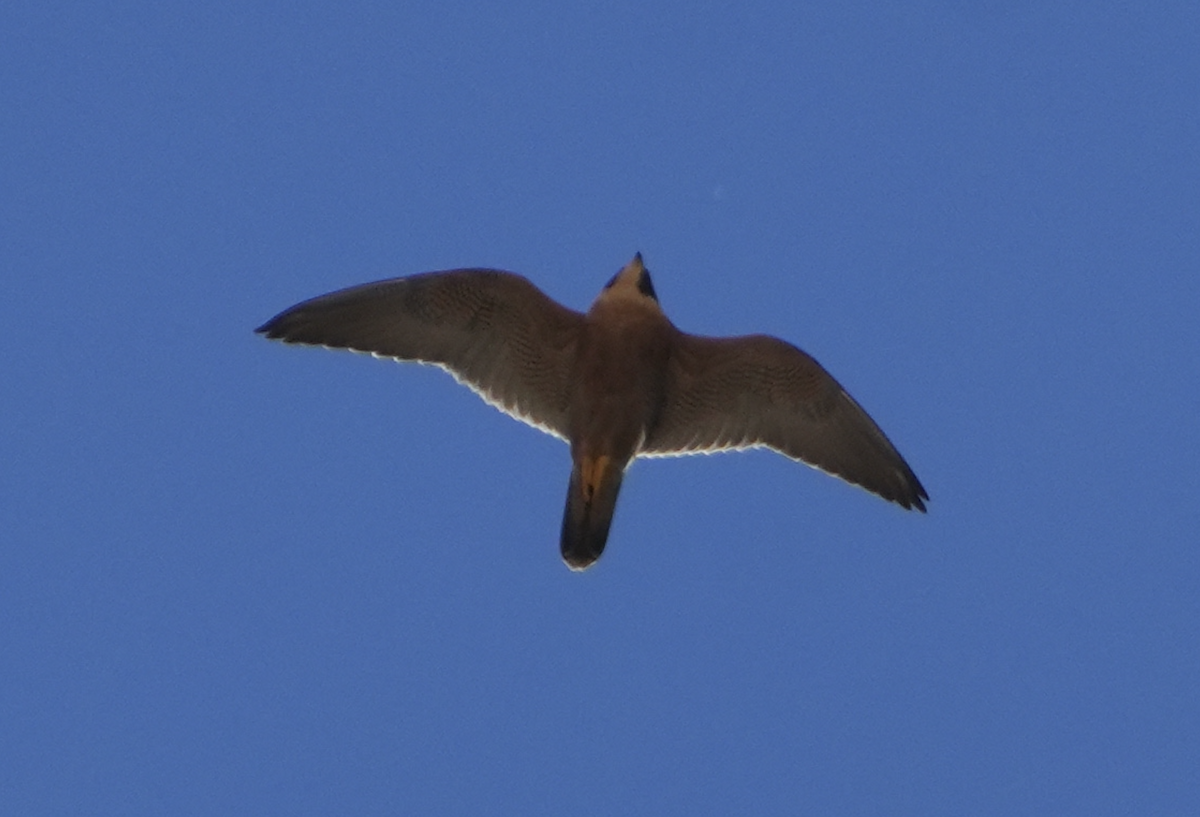 Faucon pèlerin - ML645386914