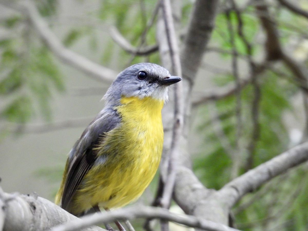 Doğulu Sarı Bülbül - ML645386924