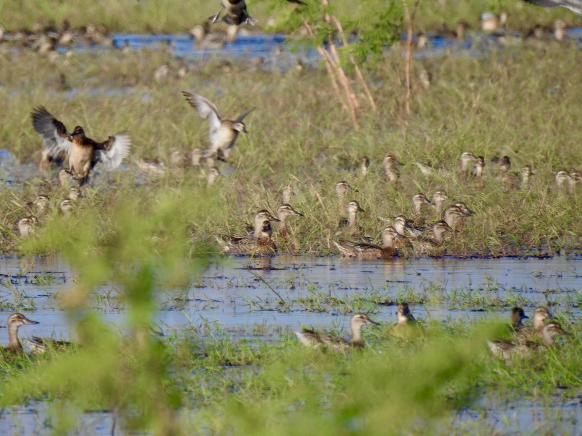 Чирянка велика - ML645386939