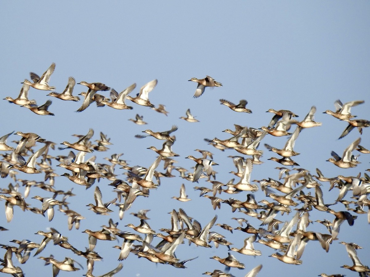 Чирянка велика - ML645386940