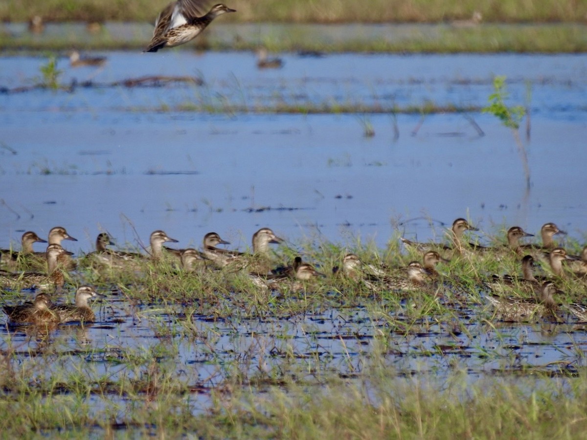 Чирянка велика - ML645386941