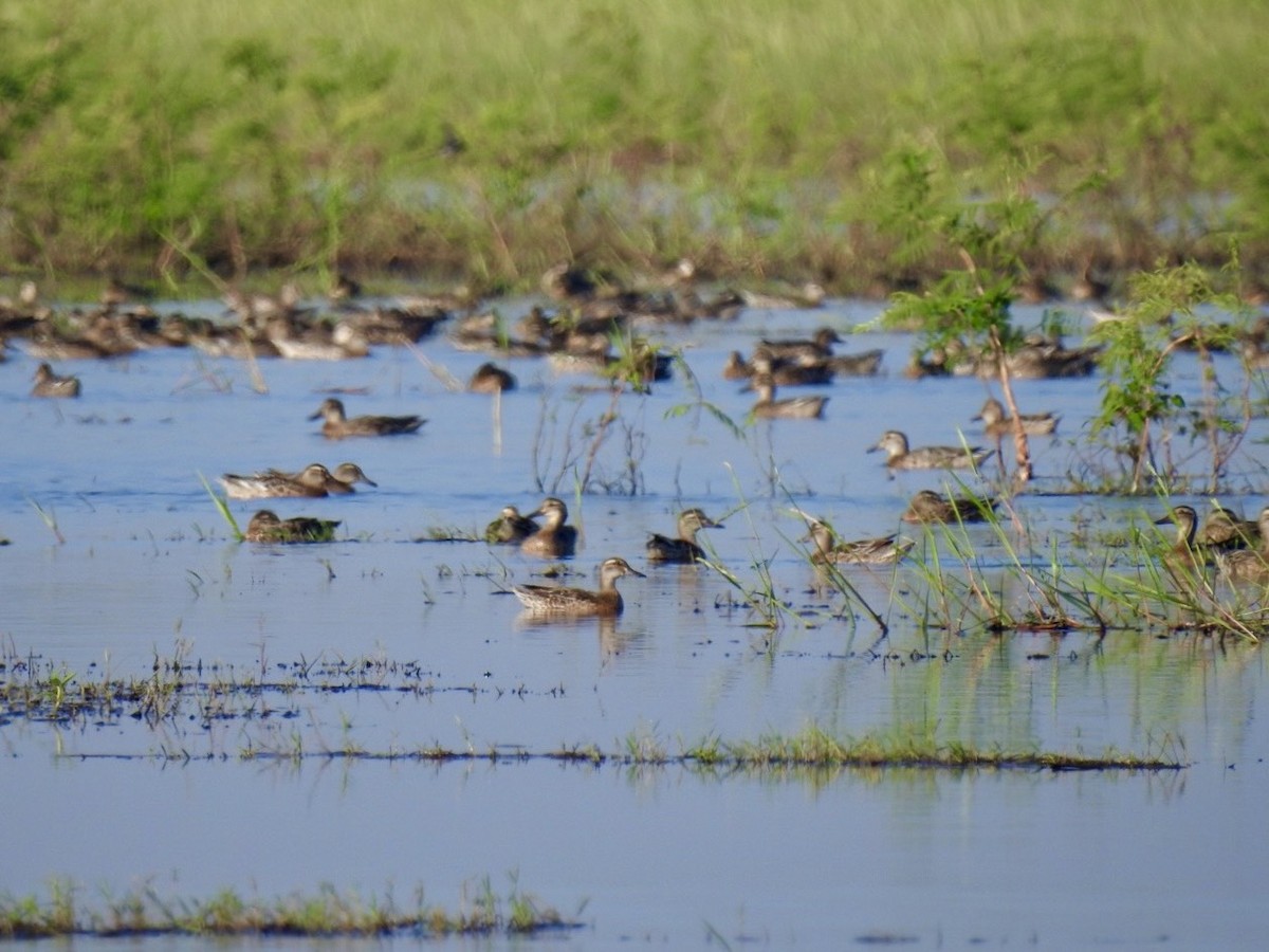 Чирянка велика - ML645386942