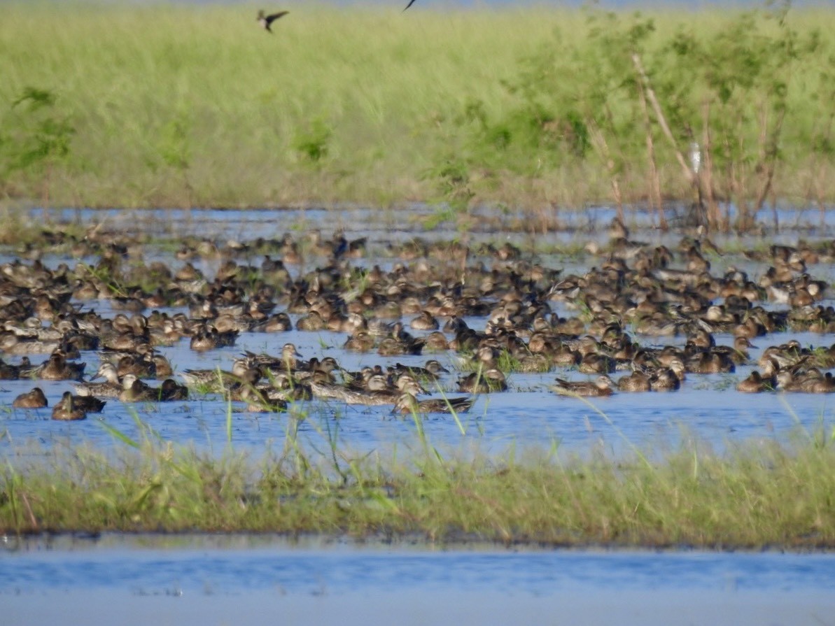 Чирянка велика - ML645386943