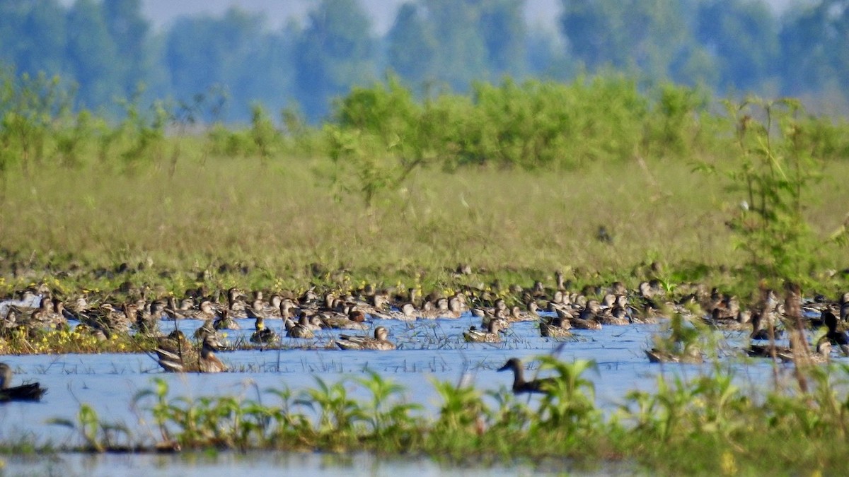 Чирянка велика - ML645386944