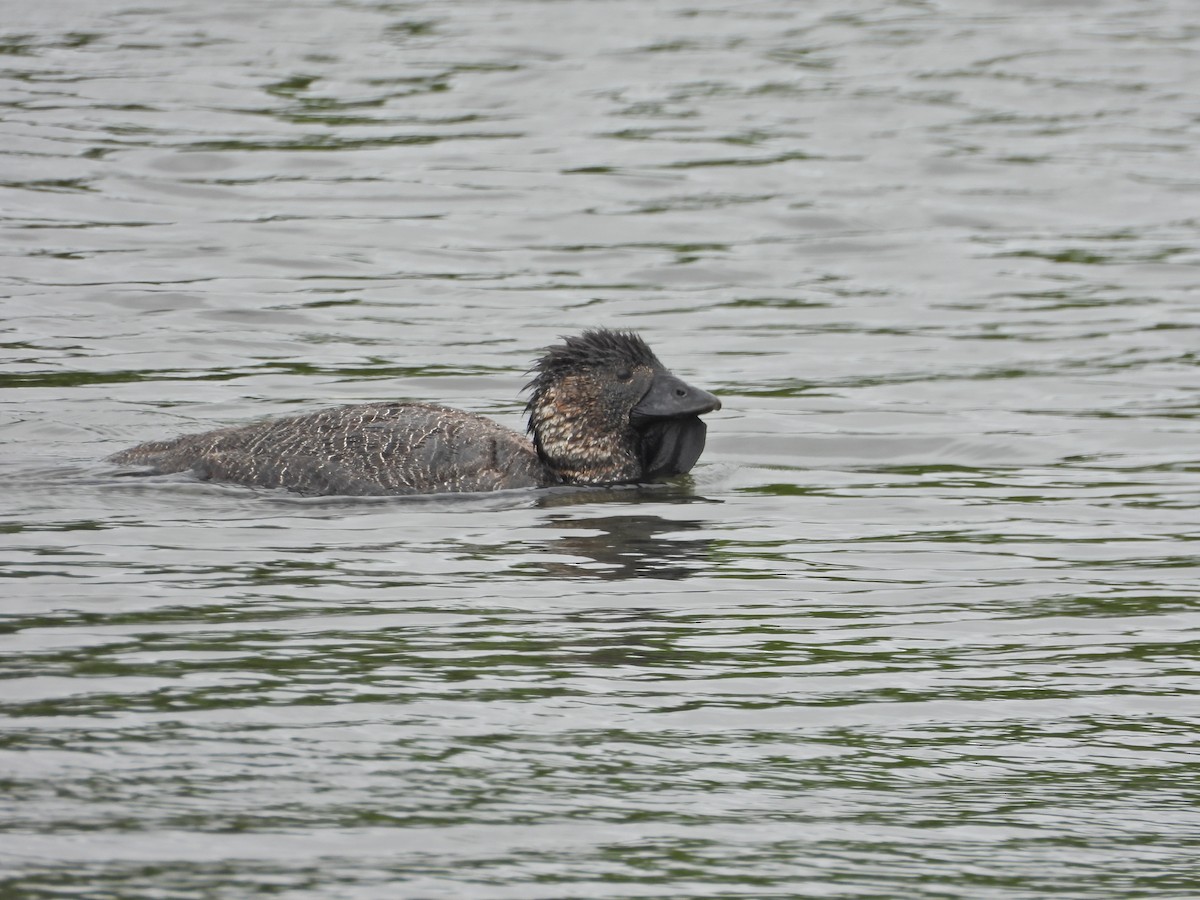 Савка сіра - ML645386945